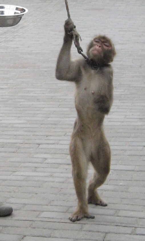 Philosophical debate on moral status and rights of animals versus humans