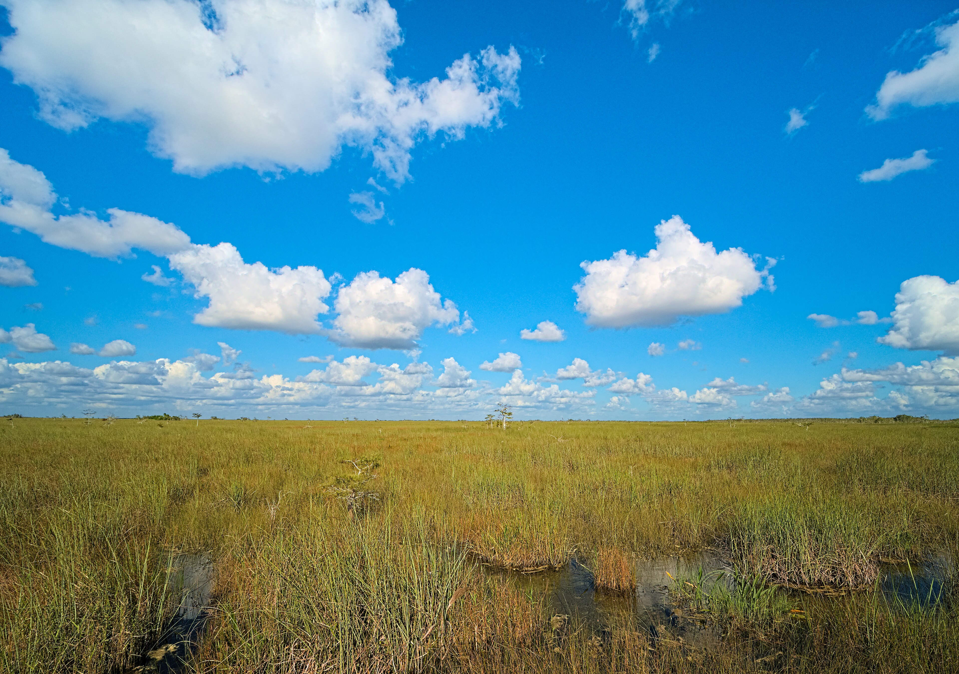The Everglades wetlands in Florida, where the alleged illegal alligator shooting occurred.